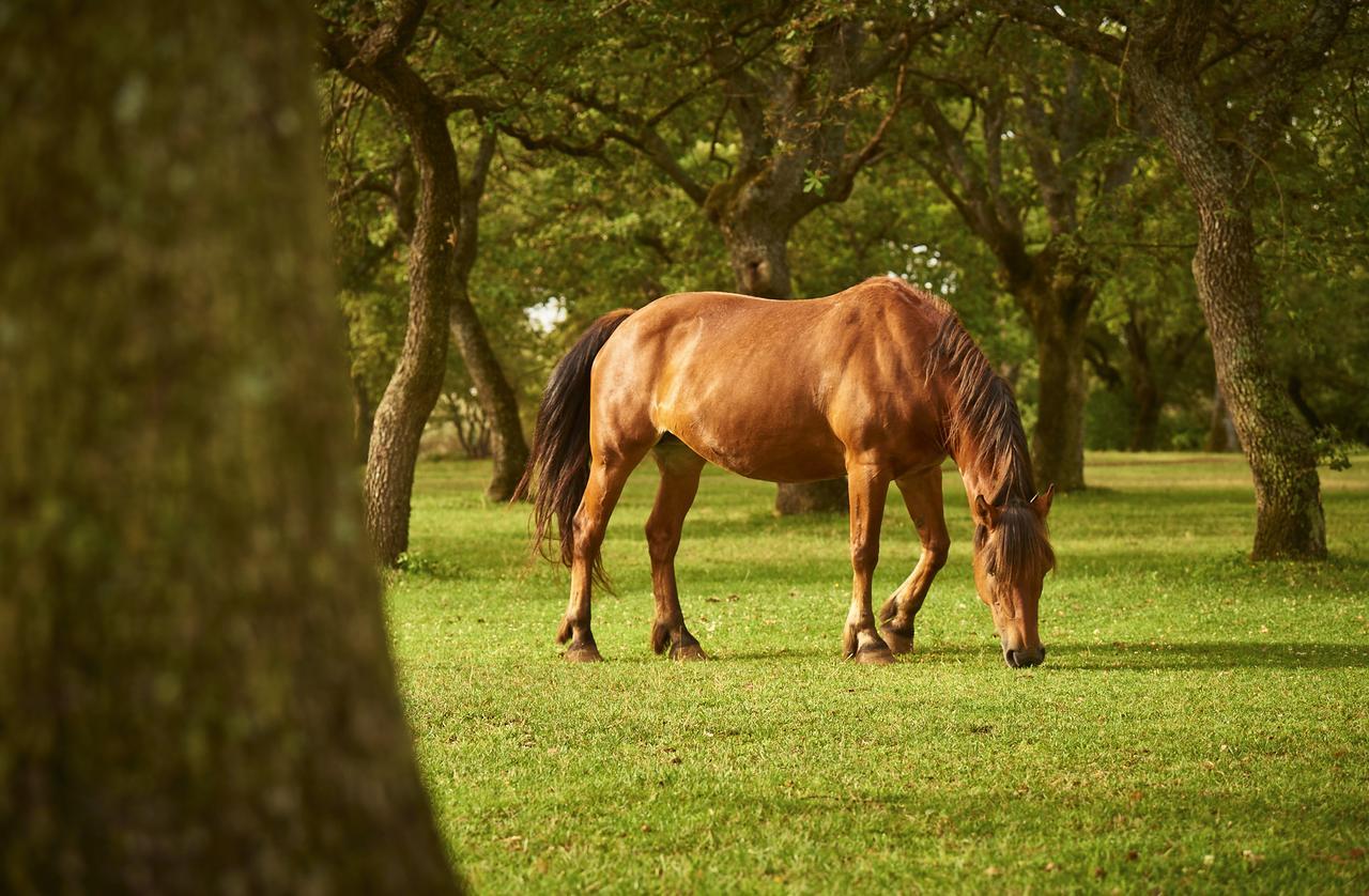 Country Hotel Mandra Edera Abbasanta Zewnętrze zdjęcie